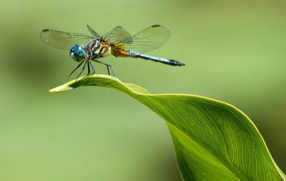 dragon fly