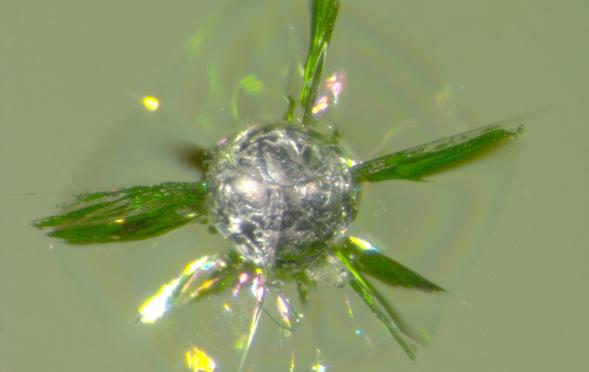 Stone in glass looks like a flower