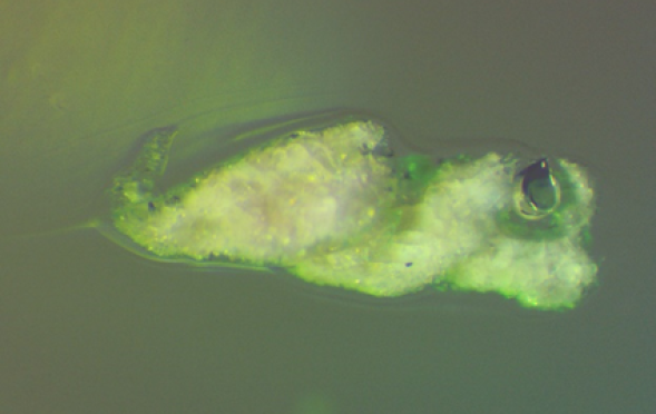 Gliding Frog in glass